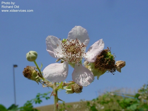 blackberry, Himalaya